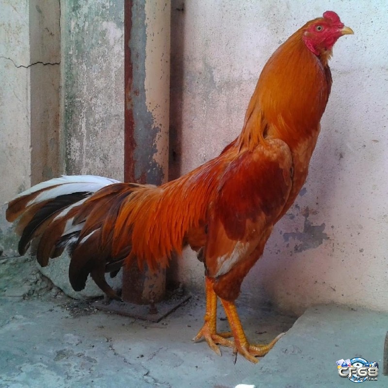 Những yếu tố trong việc lựa chọn gà đá cựa sắt giá rẻ