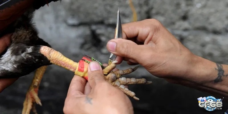 Cách chuẩn bị và kỹ thuật huấn luyện gà đá