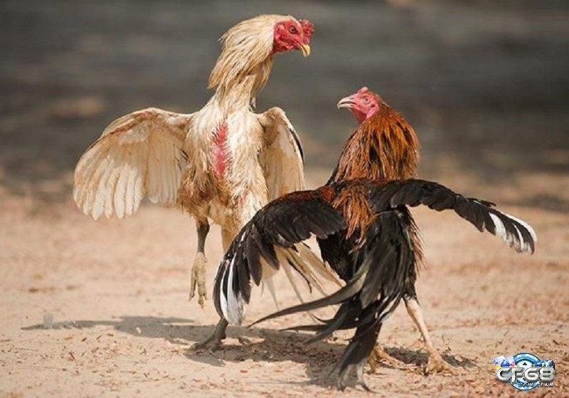 Quy định pháp luật Việt Nam cho hoạt động đá gà