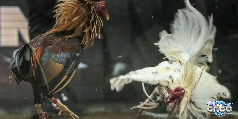 Giải đáp thắc mắc về hoạt động đá gà