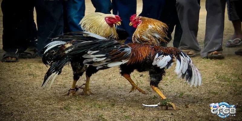Đá gà cựa dao trong văn hóa Việt Nam và các nước Đông Nam Á